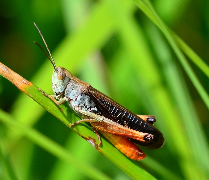 Acrididae da Id.